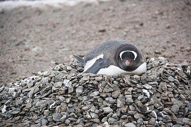 《冰汽时代2》豪华版9月18日凌晨1点解锁发售